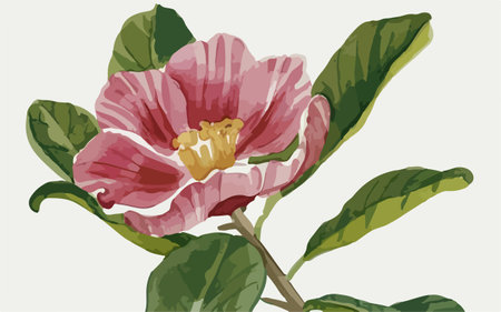 Illustration of a pink camellia flower on a white backgroundのイラスト素材