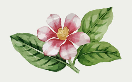 camellia flower with green leaves. hand drawn vector illustrationのイラスト素材
