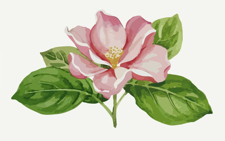 Illustration of a pink magnolia with green leaves on a white backgroundのイラスト素材