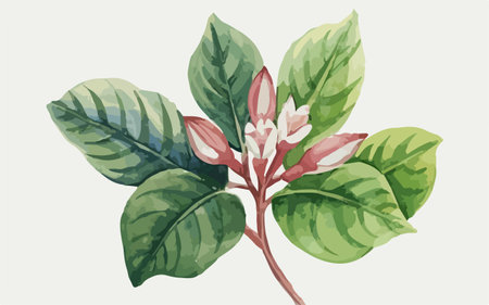 Coffee tree branch with flowers and leaves. Vector illustration.のイラスト素材