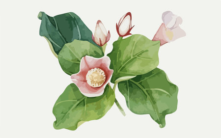 Camellia flower with green leaves, watercolor illustration.のイラスト素材