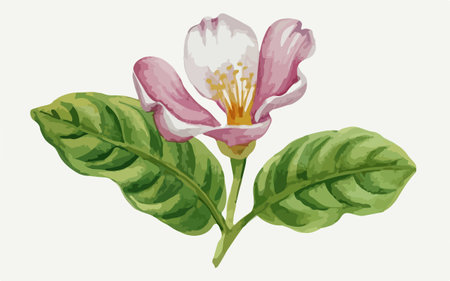 Illustration of a pink flower with leaves on a white background.のイラスト素材