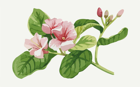 Illustration of a pink violets with leaves on a white backgroundのイラスト素材