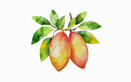 Mango fruit on white background. Watercolor painting. Vector illustration.のイラスト素材