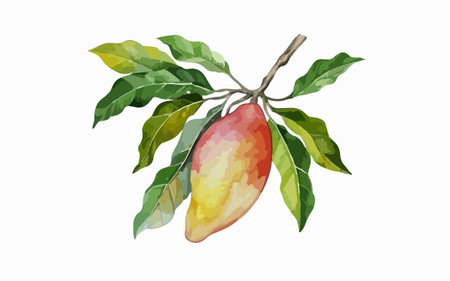Mango fruit with leaves on white background. Vector illustration in watercolor style.のイラスト素材