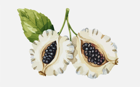 Illustration of a passion fruit with leaves on a white background.のイラスト素材