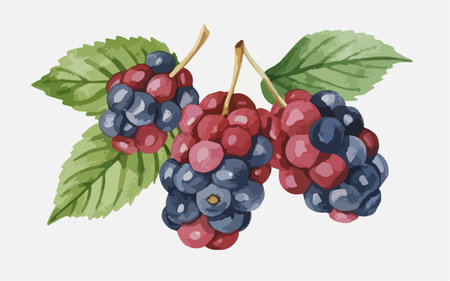 Illustration of blackberries and raspberries on a white backgroundのイラスト素材