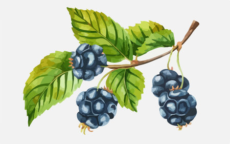 Branch of blackberry with berries and leaves. Vector illustration.のイラスト素材