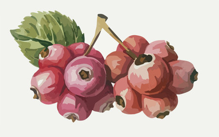 Illustration of red currant with green leaves on a white backgroundのイラスト素材