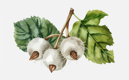 Illustration of hazelnuts with leaves on a white background.のイラスト素材