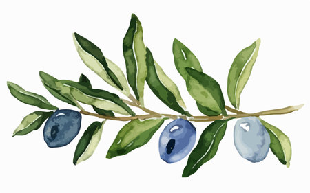 Watercolor olive branch with olives. Hand drawn vector illustration.のイラスト素材