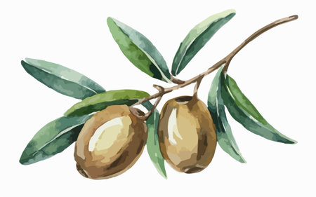 Olive branch with green olives. Hand drawn watercolor illustrationのイラスト素材