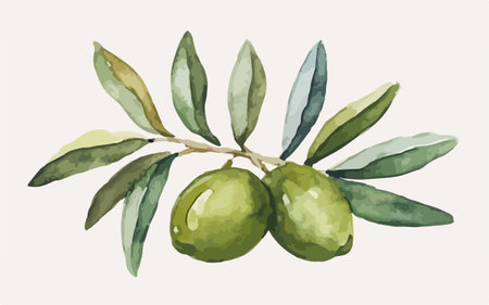 Watercolor olive branch with green olives. Hand drawn vector illustration.のイラスト素材