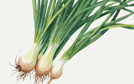Fresh green onions on white background. Hand drawn illustration. Vector.のイラスト素材