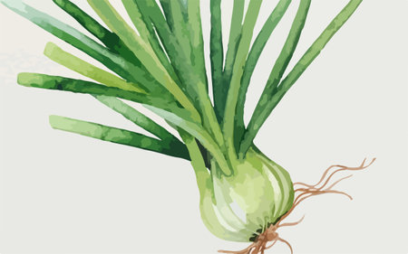 Illustration of a green onion with roots on a white background.のイラスト素材