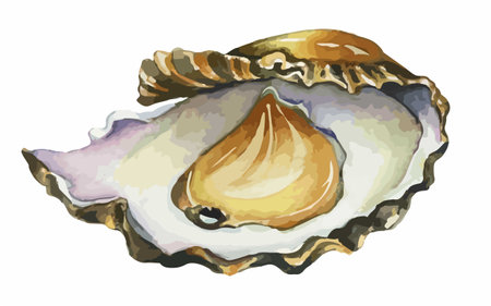 Illustration of an oyster on a white background, vector illustrationのイラスト素材