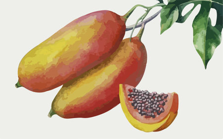 Papaya fruit vector illustration. Hand drawn watercolor illustration.のイラスト素材