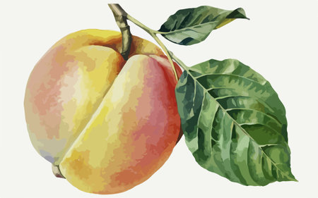 Illustration of a mango on a white background. Vector illustration.のイラスト素材