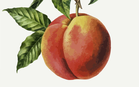 Illustration of peach fruit with leaves. Vector illustration of a peach.のイラスト素材