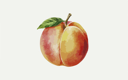 Ripe apricots on a white background. Vector illustration.のイラスト素材
