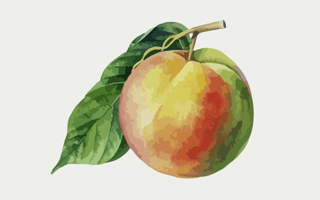 Illustration of a peach in watercolor style on a white backgroundのイラスト素材