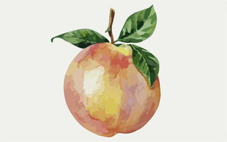 Watercolor painting of a peach with leaves on a white background.のイラスト素材