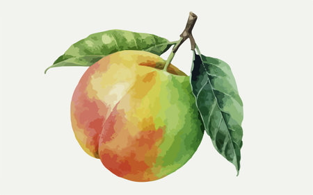 Watercolor painting of peach fruit on white background. Vector illustration.のイラスト素材