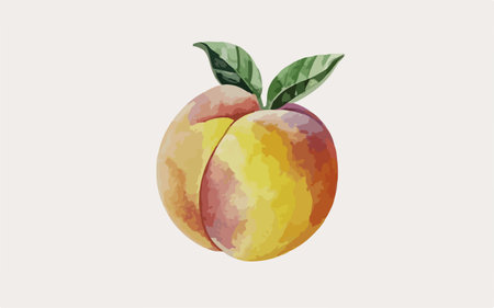 Watercolor peach fruit illustration. Hand-drawn watercolor peach.のイラスト素材