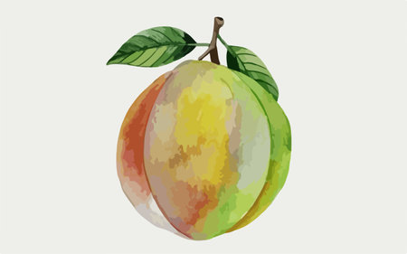 Watercolor painting of peach fruit on white background. Vector illustration.のイラスト素材
