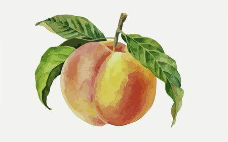 Ripe peach fruit with leaves. Hand drawn watercolor illustration.のイラスト素材