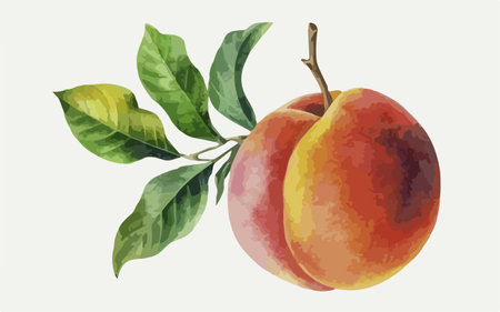 Peach branch with ripe fruit and leaves. Watercolor illustration.のイラスト素材