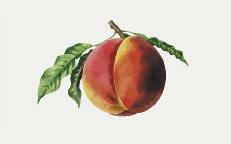Peach. Hand drawn illustration. Isolated on white background.のイラスト素材