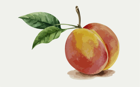 Illustration of fresh ripe plum on white background. Vector illustration.のイラスト素材