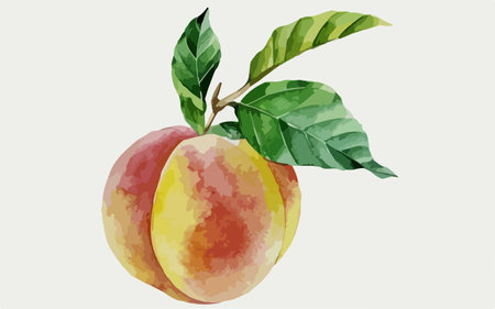 Watercolor painting of peach fruit on white background. Vector illustration.のイラスト素材