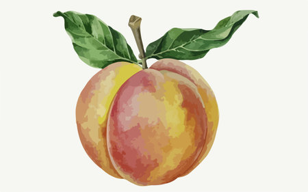 Illustration of a peach on a white background. Vector illustration.のイラスト素材