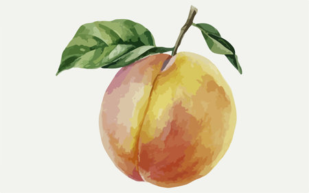 Watercolor apricot on a white background. Vector illustration.のイラスト素材