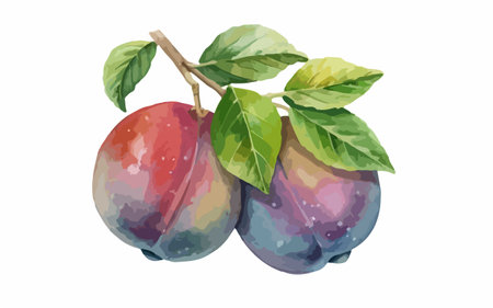 Watercolor illustration of plums with leaves on a white background.のイラスト素材