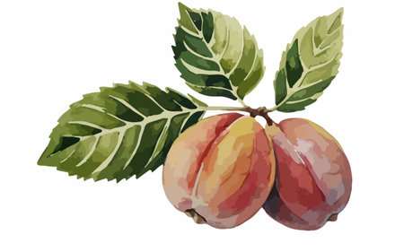 Illustration of a pair of plums with leaves on a white backgroundのイラスト素材