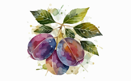 Watercolor illustration of plums on a white background. Vector illustration.のイラスト素材