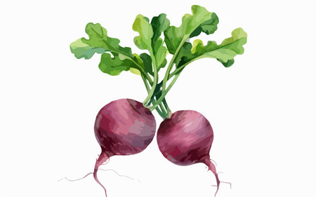 Beetroot isolated on a white background. Vector illustration of beetroot.のイラスト素材