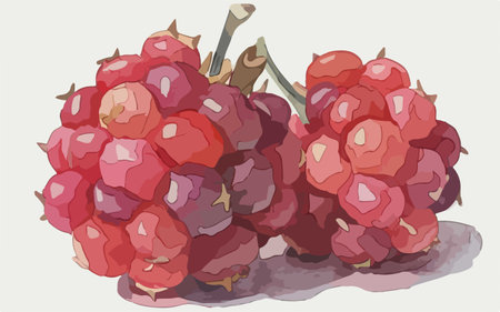 Illustration of a bunch of raspberries on a white backgroundのイラスト素材