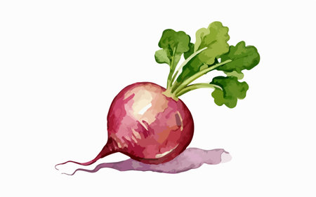 Beetroot isolated on white background. Hand drawn vector illustration.