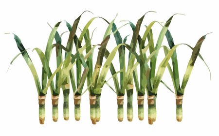 Watercolor illustration of sugar cane isolated on white background. Hand drawn illustration.のイラスト素材