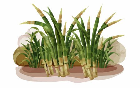 Illustration of sugarcane in the garden. Vector illustration.のイラスト素材