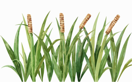 Illustration of a reed plant on a white background, vector illustrationのイラスト素材
