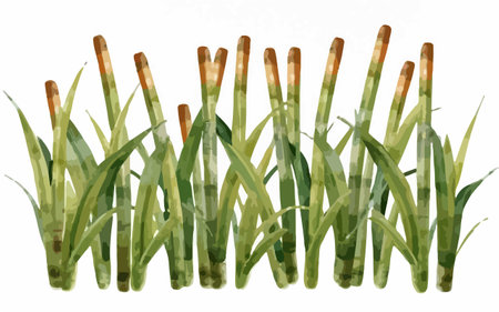Watercolor reeds on a white background. Watercolor illustration.のイラスト素材