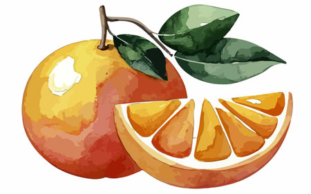 Illustration of a slice of orange with leaves on a white backgroundのイラスト素材