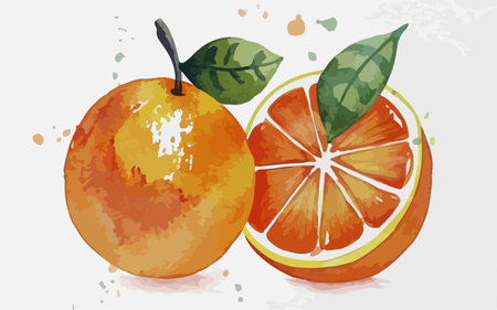 Hand drawn watercolor illustration of oranges. Isolated on white background.のイラスト素材