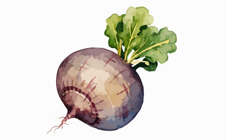 Beetroot with green leaves. Vector illustration on white background.のイラスト素材