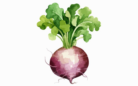 Beetroot with green leaves. Vector illustration on white background.のイラスト素材